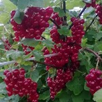 Leckere Johannisbeeren